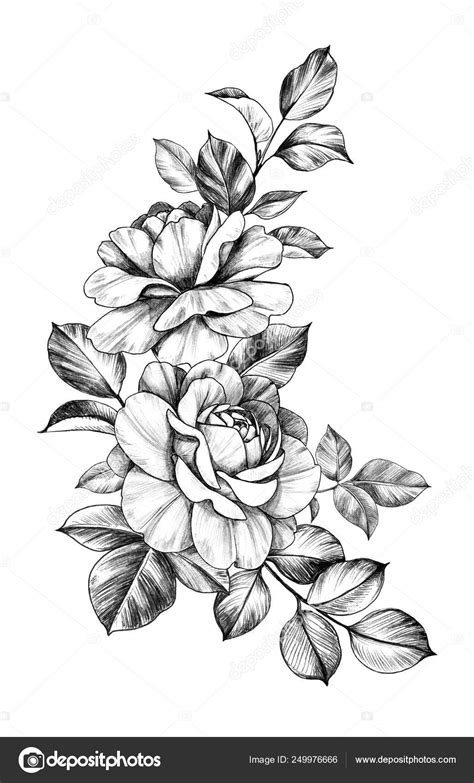 Hand Drawn Composition With Roses And Leaves Stock Illustration By ©valiva 249976666