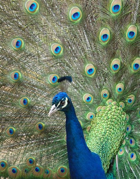 Peacock Displaying Feathers Stock Photo - Image of birds, wildlife: 2187818