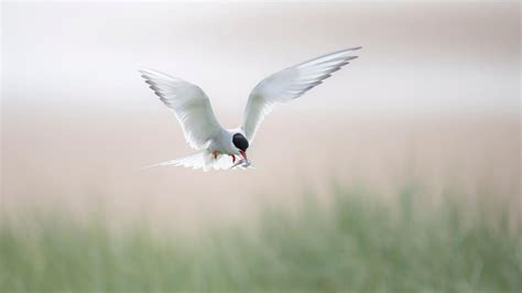 Anxious Wait To See How Arctic Terns Fare At Colony Struck By Bird Flu