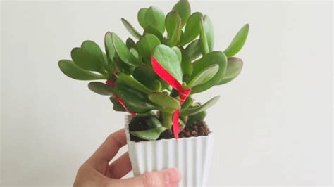 How To Repot A Jade Plant 1 Best Guide