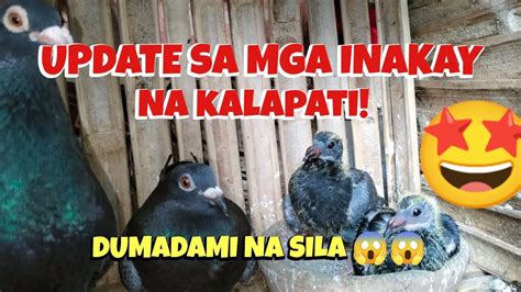 Udpate Sa Mga Inakay Na Kalapati Dumadami Na Sila Tara Paliguan