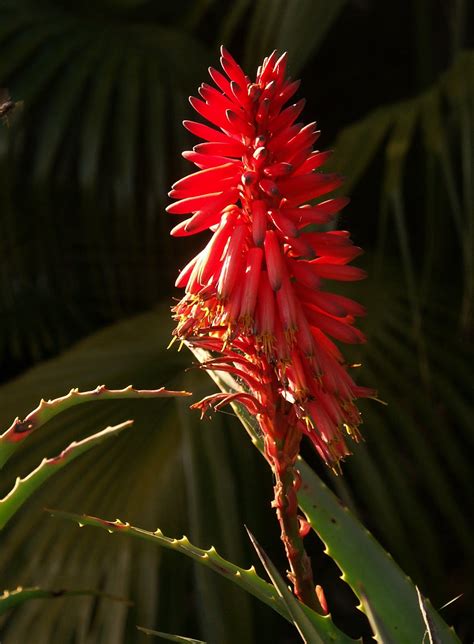 My Blooming Garden Aloe Vera Flowers