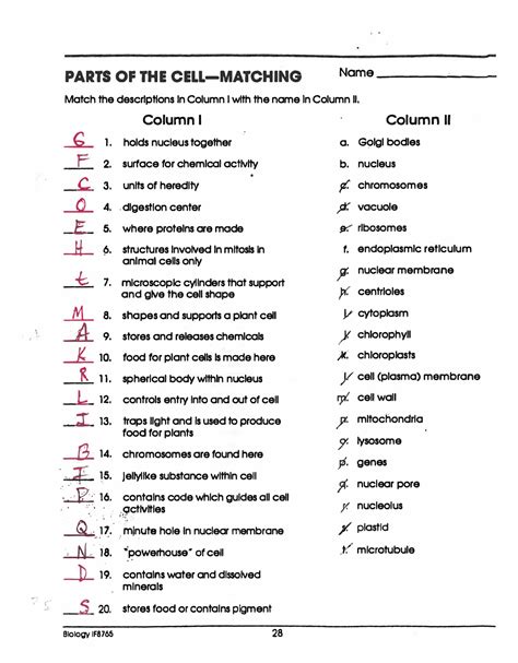 Meiosis Matching Worksheet Answer Key Englishworksheet My Id