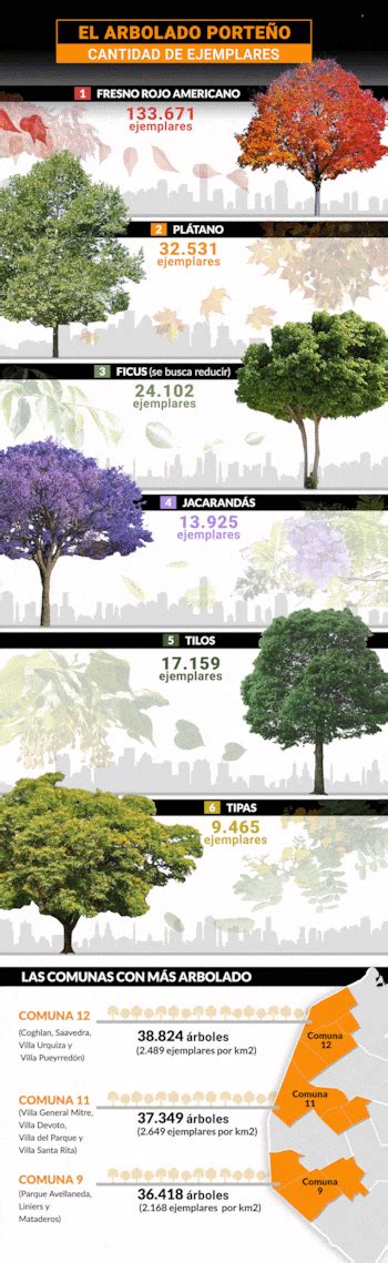 Los árboles De La Ciudad De Buenos Aires Cuándo Florecen Las Especies Más Coloridas Infobae