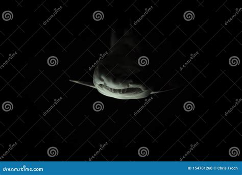 Scary Large Shark Swimming In The Deep Dark Ocean Stock Photo Image