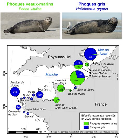 Les phoques veaux marins et les phoques gris en France étude des