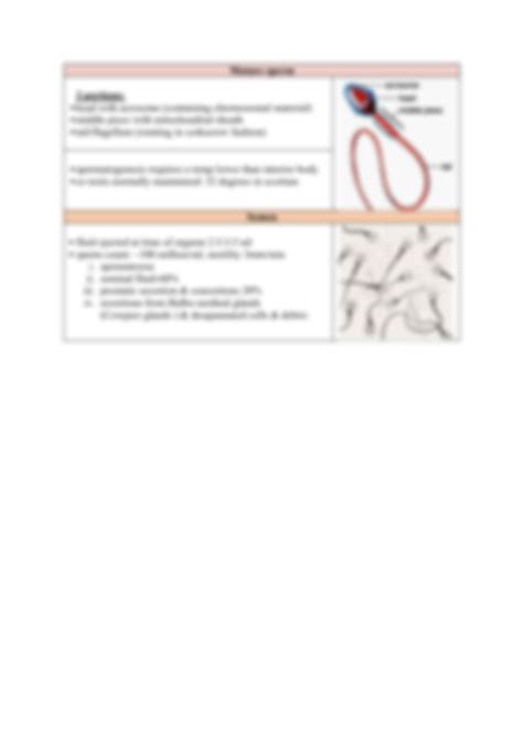 Solution Histology Male Reproductive System Studypool