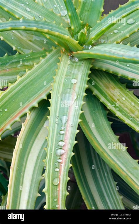 Aloe De Candelabro Variegado Aloe Arborescens Variegata Fotografía De