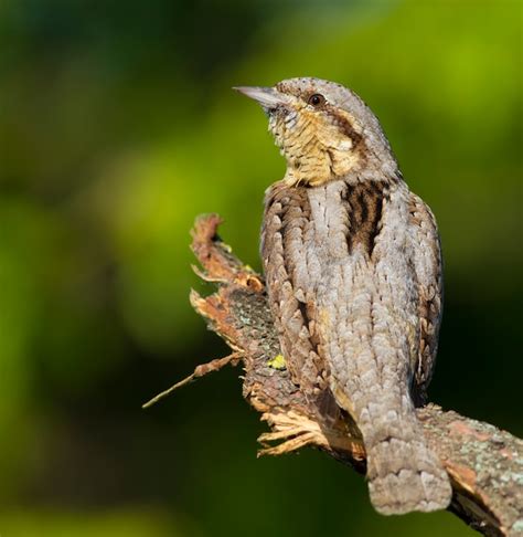 Wryneck eurasiático sentado en una rama Foto Premium