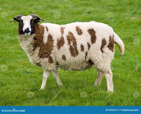 White Sheep Royalty-Free Stock Image | CartoonDealer.com #32969938