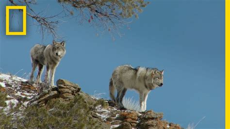 Introducing Wolves To Yellowstone