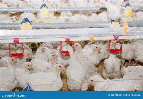 Chickens Broilers In A Poultry Farm Stock Image Image Of Bird