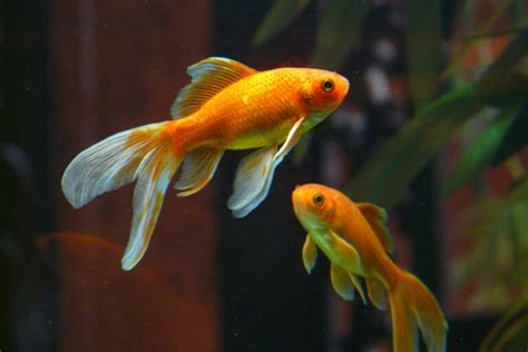 How Do Goldfish Mate Age Behavior Process