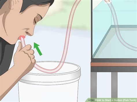 3 Ways To Start A Siphon Fish Tank Wikihow