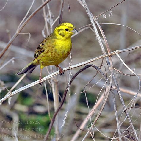 Emberiza Citrinella Goldammer Bruant Jaune Escribano Cerillo Strnad