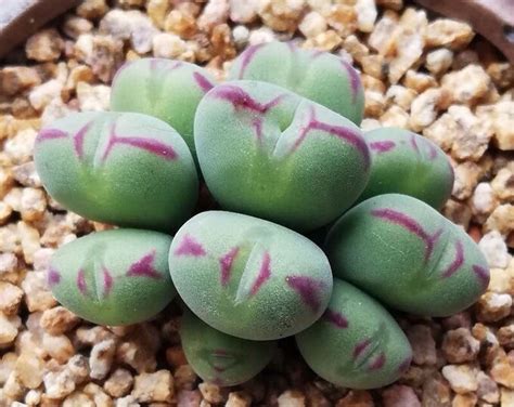 Conophytum Bilobum X Conophytum Vanzylii Cluster Rare Succulent Live