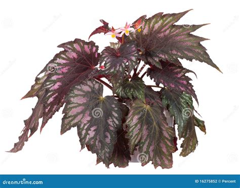 Blooming Begonia In Pot Stock Photo Image Of Dirt Single 16275852