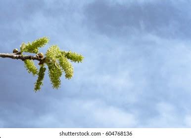 Fruitless Mulberry Tree Photos, Images & Pictures | Shutterstock