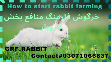 How To Start Rabbit Farming How To Take Care Of A Pet Rabbit Indoors