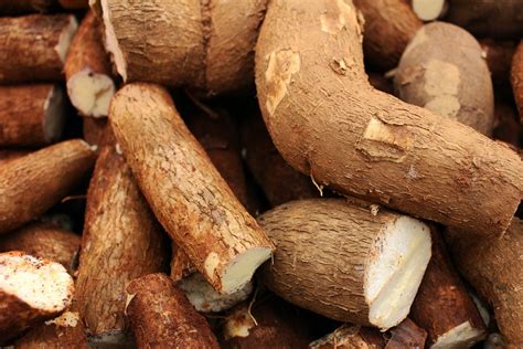 Amazing Benefits Of Cassava For Skin Hair And Health By Ajefu Evaristus May 2023 Medium