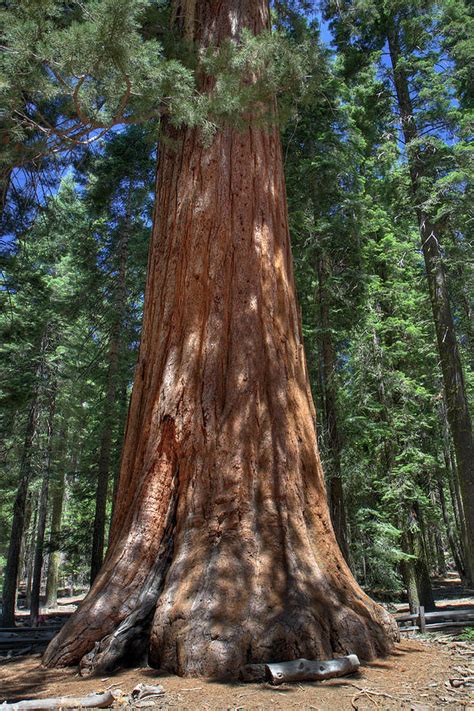 Giant Sequoia in Yosemite National Park Photograph by Pierre Leclerc ...