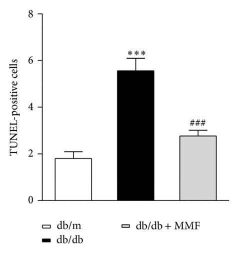 The Effect Of Mmf On Apoptotic Injury And Nadph Oxidase The