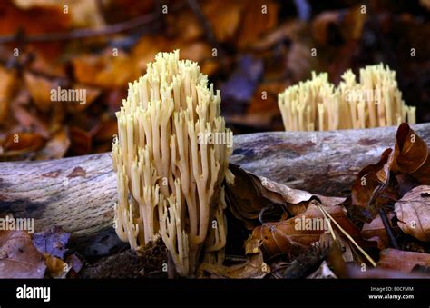 Upright Coral Fungi Stock Photo Alamy