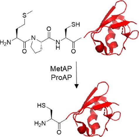 通过氨肽酶生成具有游离 N 末端半胱氨酸的蛋白质 Journal of the American Chemical Society X MOL