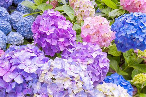 Гортензия блау цверг - фото и картинки: 42 штук