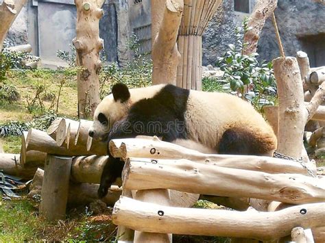 Giant Panda Pavilion In Coloane Macau Taipa Green Nature Chinese Pandas