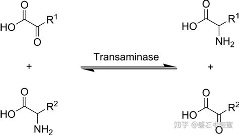 转氨酶 Transaminase 知乎