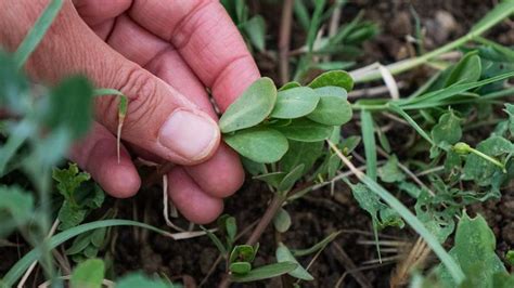 Portulaca E Omega La Salute Nelle Erbe Spontanee Erbe Naturali