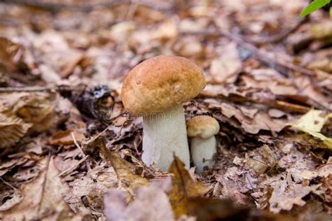 Familia De Champiñones De Boletus En Estado Salvaje El Hongo Porcini