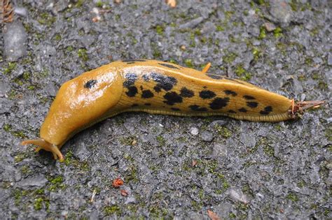 Ariolimax Columbianus Gould 1851 Pacific Banana Slug Flickr