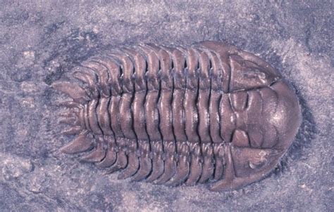 Fossils: Ordovician Fossils