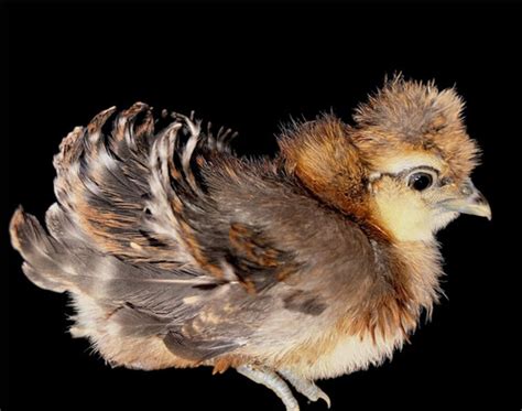 9 Silkie Hatching Eggs Buff Lavender Partridge White And Paint