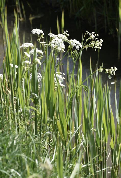 Vroege Vogels Foto Planten Fluitenkruid