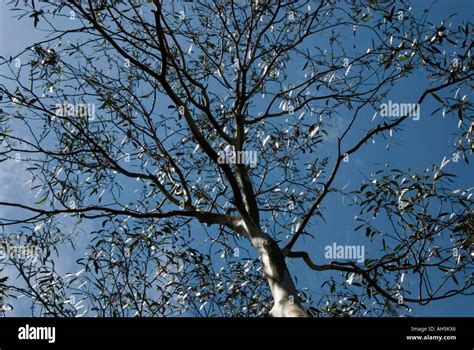 Eucalyptus Coccifera Fotos Und Bildmaterial In Hoher Aufl Sung Alamy