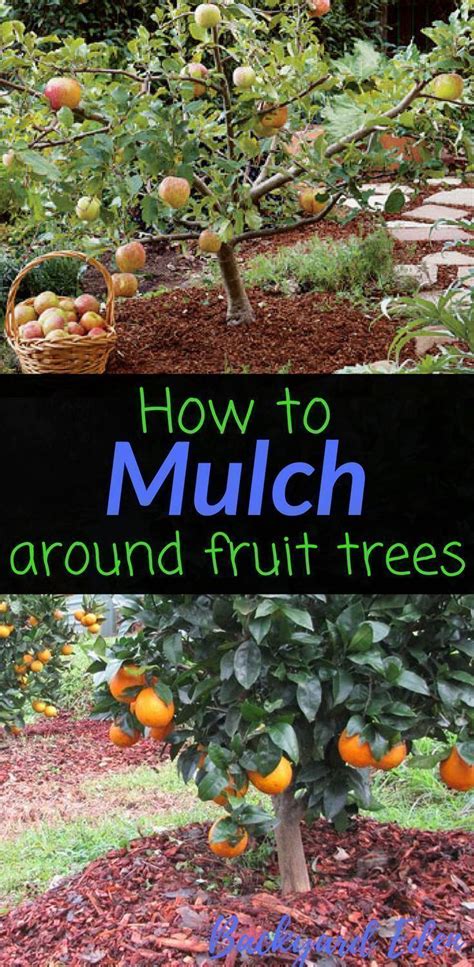 How To Mulch Around Fruit Trees Fruit Trees Food Forest