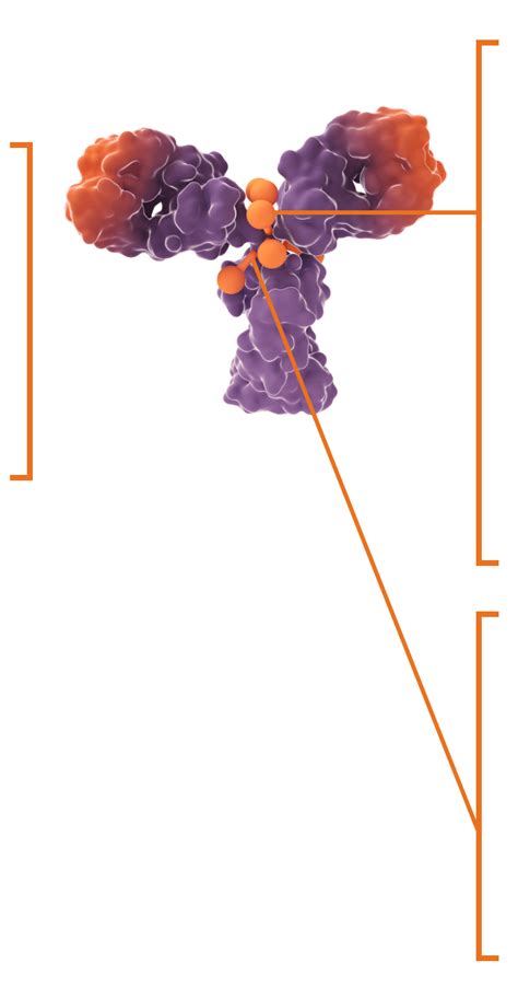 Mechanism Of Action Enhertu Fam Trastuzumab Deruxtecan Nxki