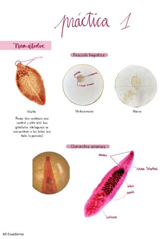 Practicas De Parasitologia Pdf