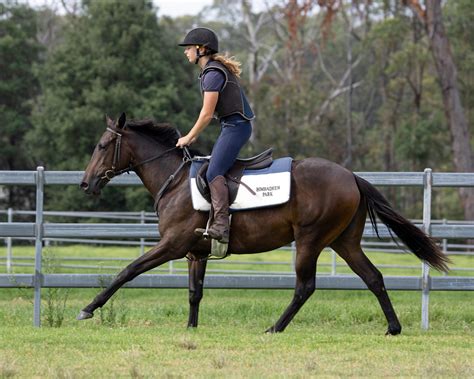 Too Darn Hot Ex Phenetic Bay Yo Filly With Richard And Will Freedman