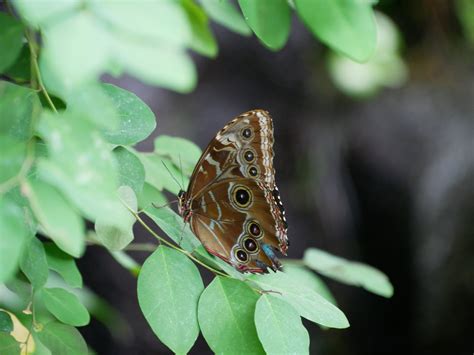 Butterfly Exhibit at the Franklin Park Conservatory and Botanical ...