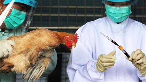 H5n1 Bird Flu Kills 4500 Chickens As China Fights Wuhan Virus No