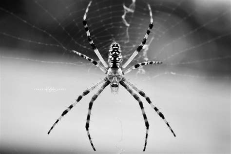 Spider On Arbor Black And White Flickr Photo Sharing