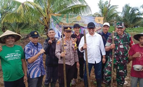 Pacu Produksi Beras Kementan Tanam Padi Gogo Integrasi Kelapa Di