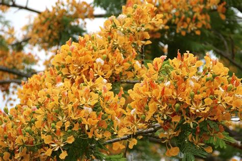 Flamboyant Salmão Delonix Regia Bonsai Sementes P Mudas Parcelamento