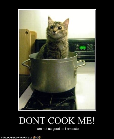 Animal Comedy Cat Cooking Animal Comedy Animal Comedy Funny