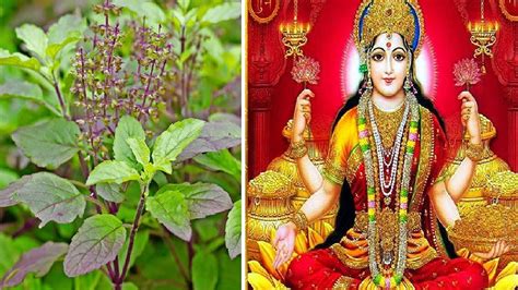 Follow These Vastu Tips For Tulsi Plant In House Maa Lakshmi Will Bless You Vastu Shastra घर