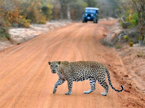 Leopard Safari Sri Lanka | Leopard Watching in Sri Lanka